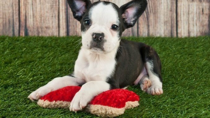 What Your Frenchton's Collar Says About You?