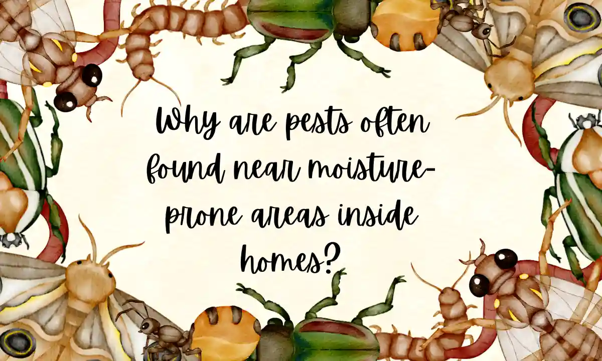Why are pests often found near moisture-prone areas inside homes